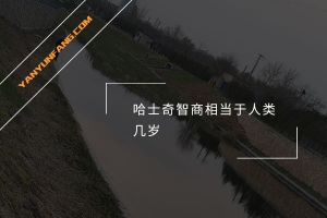 哈士奇智商相当于人类几岁？