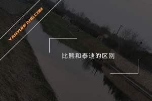 比熊和泰迪的区别