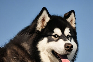 阿拉斯加犬