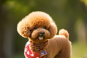 泰迪犬