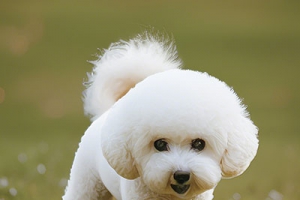 比熊犬