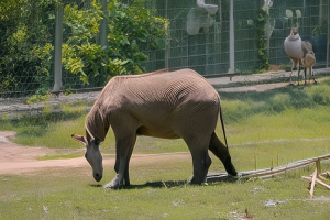 北京野生动物园