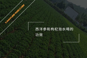 西洋参和枸杞泡水喝的功效