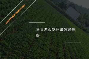 黑豆怎么吃补肾效果最好？