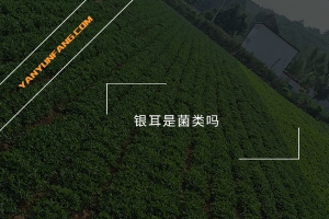 银耳是菌类吗？