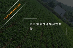 银耳是凉性还是热性食物？