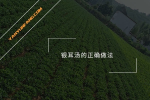 银耳汤的正确做法