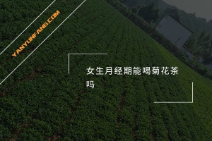 女生月经期能喝菊花茶吗？