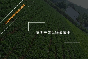 决明子怎么喝最减肥？