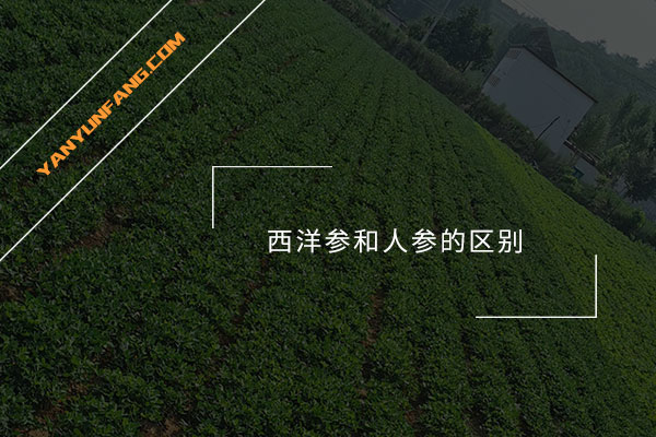 西洋参和人参的区别