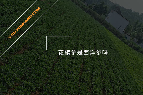 花旗参是西洋参吗？