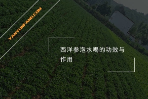 西洋参泡水喝的功效与作用