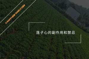 莲子心的副作用和禁忌