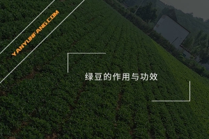 绿豆的作用与功效