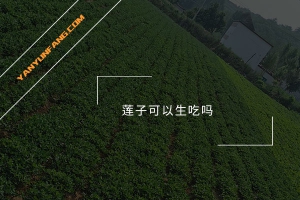 莲子可以生吃吗？