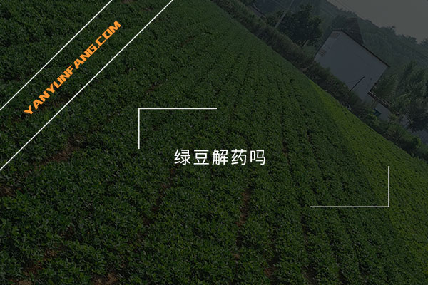 绿豆解药吗？