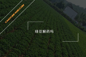 绿豆解药吗？