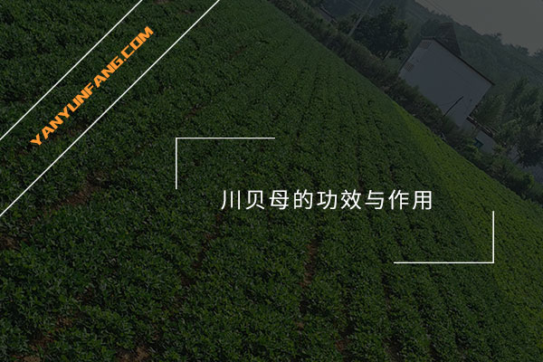 川贝母的功效与作用