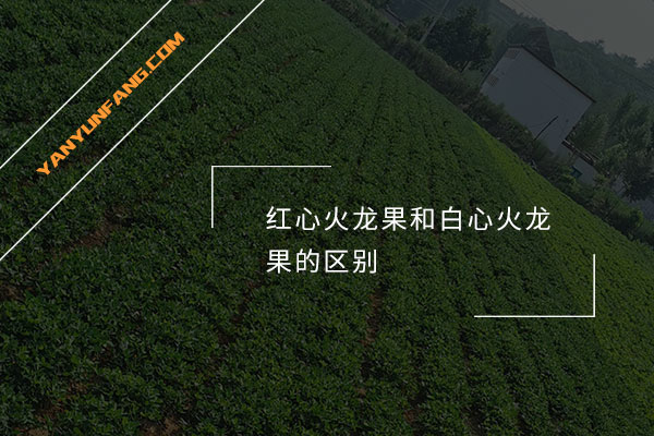 红心火龙果和白心火龙果的区别