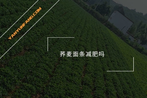 荞麦面条减肥吗？
