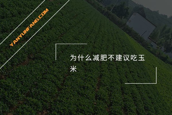 为什么减肥不建议吃玉米？