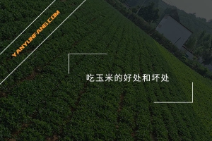 吃玉米的好处和坏处