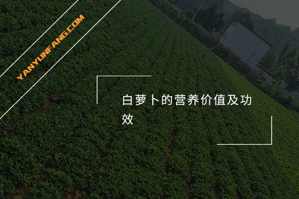 白萝卜的营养价值及功效
