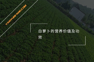 白萝卜的营养价值及功效