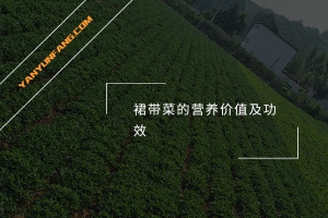 裙带菜的营养价值及功效