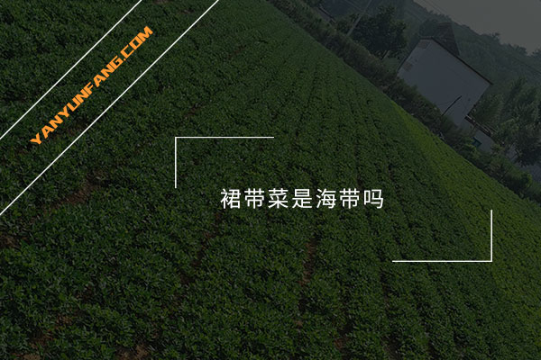 裙带菜是海带吗？