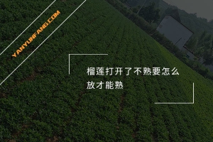 榴莲打开了不熟要怎么放才能熟？