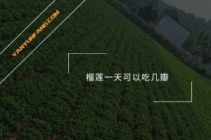 榴莲一天可以吃几瓣？