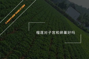 榴莲对子宫和卵巢好吗？