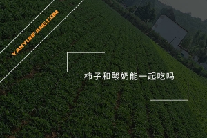 柿子和酸奶能一起吃吗？