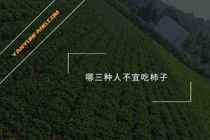 哪三种人不宜吃柿子？