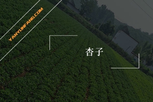 杏子的营养成分含量表