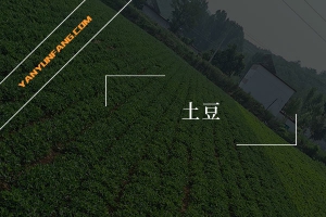 土豆的营养成分含量表