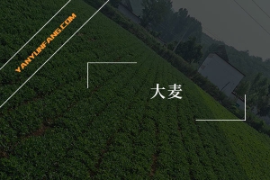 大麦的营养成分含量表