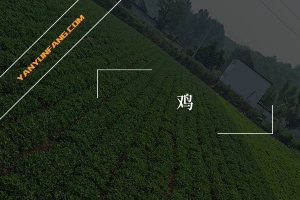 鸡的营养成分含量表