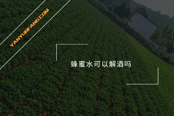 蜂蜜水可以解酒吗？