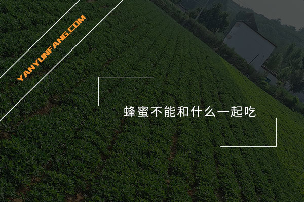 蜂蜜不能和什么一起吃？