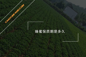 蜂蜜保质期是多久？