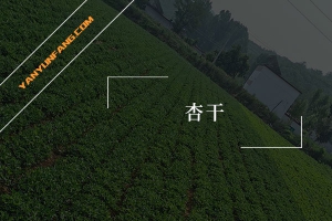 杏干的营养成分含量表