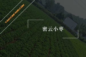 密云小枣的营养成分含量表