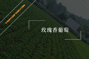 玫瑰香葡萄的营养成分含量表