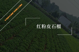 红粉皮石榴的营养成分含量表