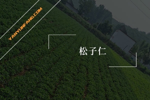 松子仁的营养成分含量表