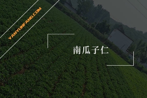 南瓜子仁的营养成分含量表
