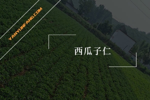 西瓜子仁的营养成分含量表