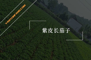 紫皮长茄子的营养成分含量表